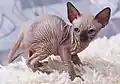 Manche Tiere werden haarlos gezüchtet. Ein Beispiel ist die sogenannte Sphynx-Katze aus Kanada.