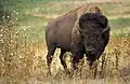 Der Bison gilt bei den Sioux als heiliges Tier.