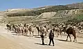Dromedare in Jordanien, in einem Biosphärenreservat. Dort wird versucht, nachhaltig zu leben.