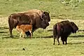 Bisons mit Kälbern im Yellowstone-Nationalpark. Dank Schutzgebiete ist der Bison nicht mehr so stark vom Aussterben bedroht wie früher.