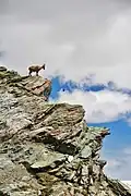 Ein Alpensteinbock am Gornergrat in der Schweiz