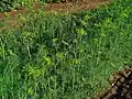 Dill ist sehr feingliedrig.
