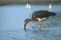 Dieser Schwarzstorch hat eben einen Fisch gefangen.