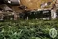 Eine unerlaubte Plantage mit Hanfpflanzen, aus deren Blüten man Cannabis gewinnen kann.