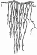Die Inka hatten eine Art Knoten-Schrift, die sie Quipu nannten.