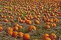 Im Herbst sterben die Stängel und Blätter ab.