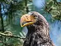 Riesenseeadler