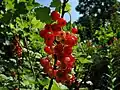 Rote Johannisbeeren wachsen an Büschen.