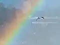 Eine Möwe vor einem Regenbogen