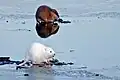 Im Bild vone: eine Albino-Bisamratte.