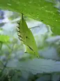 Aus dieser verpuppten Raupe schlüpft bald ein Schmetterling.