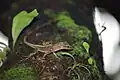 Die Anolis luciae ist eine Eidechse, die auf Bäumen lebt.