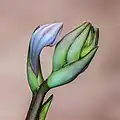 Knospe einer Herzblattlinie