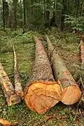 Tannenstämme: gefällt und ausgeastet