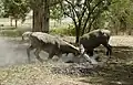 Nilgauantilopen in Indien: zwei kämpfende Männchen.