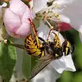 Insekten…
