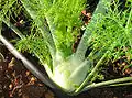 Fenchel isst man gekocht oder als Salat.