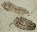 Die Trilobiten sind ausgestorbene Gliederfüßer.