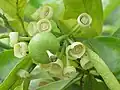 Blüten und eine junge Frucht