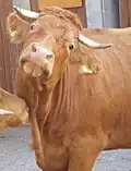 Die Kuh verjagt Insekten bei den Augen mit ihren großen Ohren.