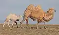 Ein Trampeltier mit seinem Jungtier im Westen der Mongolei