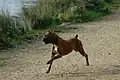 Boxer brauchen viel Auslauf.