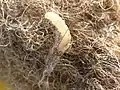 Die Larve dieser Kleidermotte kämpft sich gerade aus der Gespinst-Röhre.