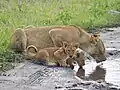 Löwen trifft man immer wieder an Wasserstellen an.