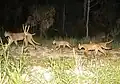 Eine Puma-Mutter mit größeren Jungtieren durchstreift den Wald.