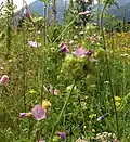 Eine Blumenwiese in Südtirol