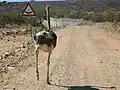 Ein Straußenvogel auf einer Straße in Namibia. Das Schild warnt ihn vor einer Furt.