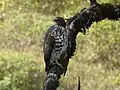 Bergbussard aus dem Osten Afrikas