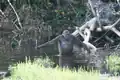 Ein Gorilla im Urwald mit einem Stock als Werkzeug