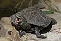 Eine Schildkröte kann sich in ihrem Panzer vor Feinden schützen.