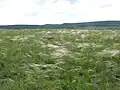 Dieses Steppengras in Russland gleicht schon etwas unseren Getreidepflanzen.