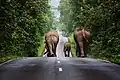 Diese Elefanten-Familie benutzt eine Straße in einem Nationalpark in Thailand.