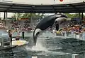 Eine Orca-Show im Miami Seaquarium