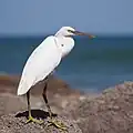 Ein Küstenreiher