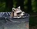 In einem Abfalleimer im Park