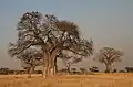 Ein Baobab-Baum im Tarangire-Nationalpark in Tansania
