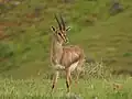 Eine Echtgazelle oder Edmigazelle, die auch auf der Arabischen Halbinsel lebt