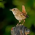 Der Zaunkönig ist der drittkleinste Vogel Europas.