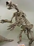 …und eines Megalonychidae
