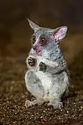 Galagos sind winzige Äffchen.
