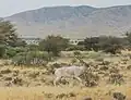 Im trockenen Landesinnern gibt es recht hohe Berge. In einem Nationalpark gibt es seltene Schafe, Gazellen und Antilopen.
