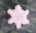 Bei diesem Graupel-Korn erkennt man gut, dass es aus einer Schneeflocke entstanden ist.