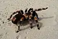 Eine Mexikanische Rotknie-Vogelspinne im Sand. Man findet sie häufig in Terrarien zu Hause.
