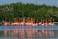 Flamingos können auch leicht orange sein.