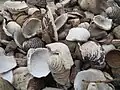 Muschelschalen am Strand sind die (leeren) Gehäuse von Meerestieren, den Muscheln. Das ist ähnlich wie bei leeren Schneckenhäusern.