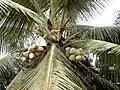 Eine Palme mit Früchten